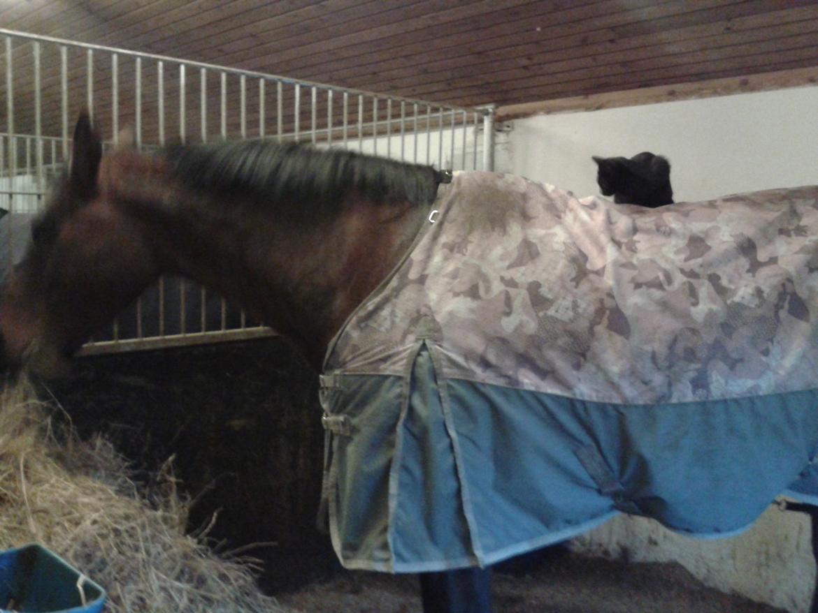 Dansk Varmblod Baunehøjens Faberge billede 2