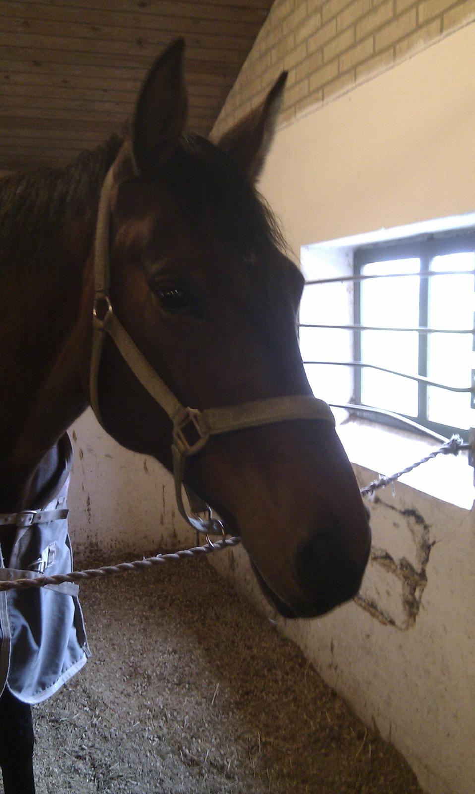 Dansk Varmblod Baunehøjens Faberge billede 3