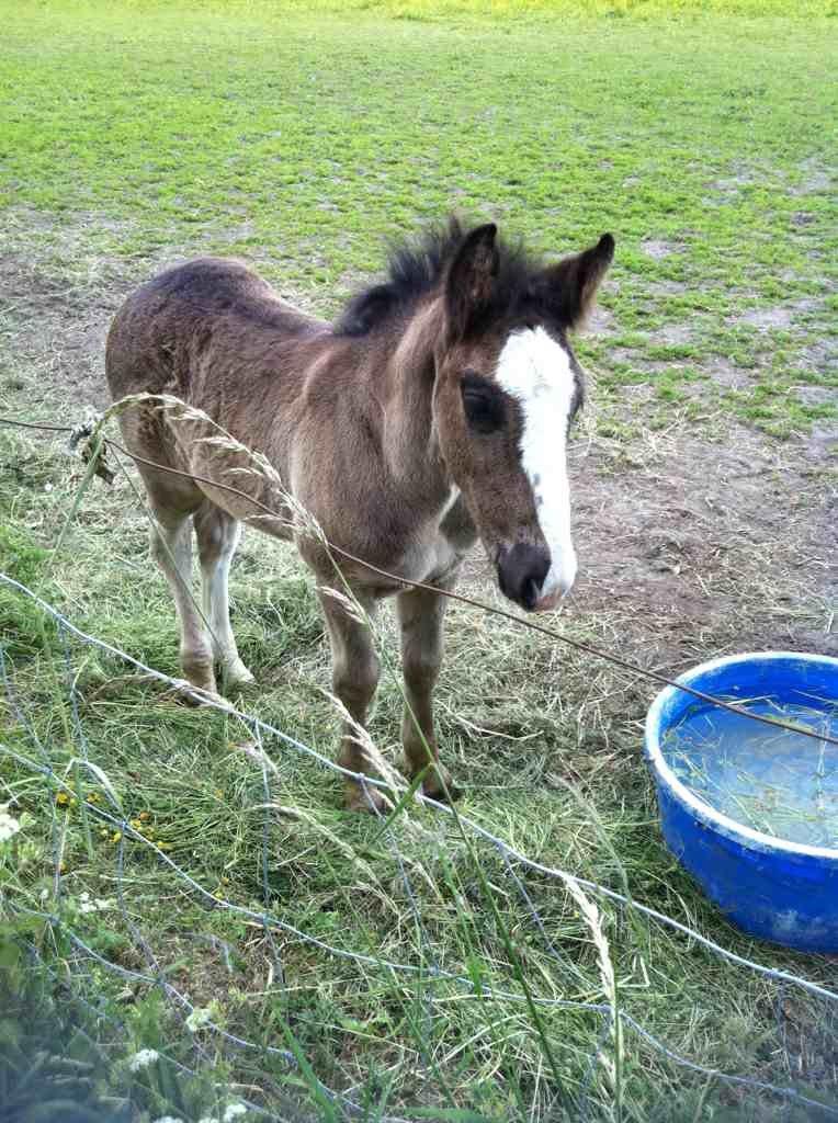 Anden særlig race Jesper født Ponyo billede 16