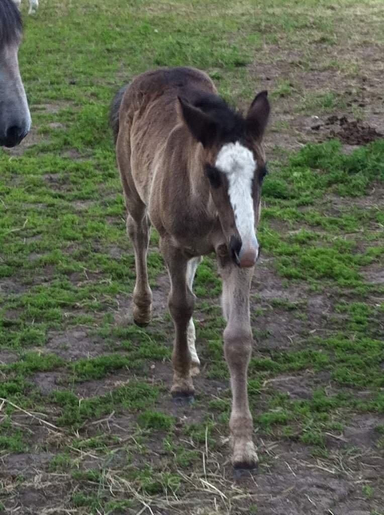 Anden særlig race Jesper født Ponyo billede 17