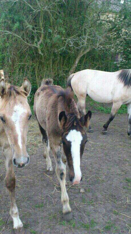 Anden særlig race Jesper født Ponyo billede 18