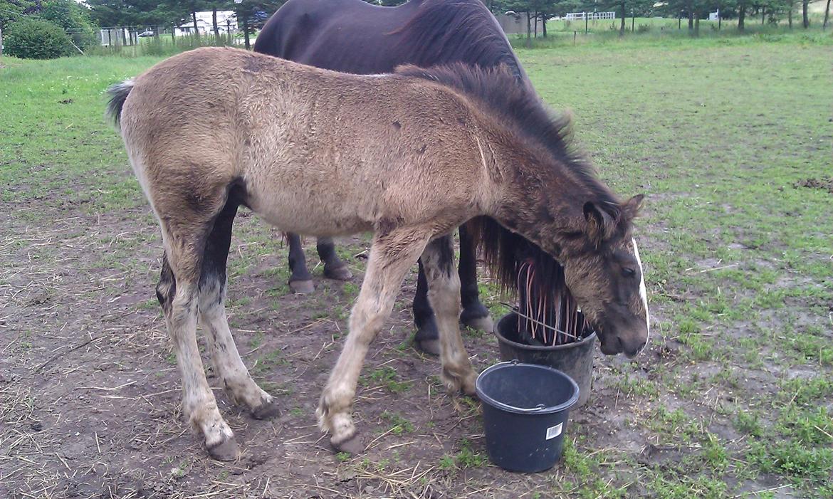 Anden særlig race Jesper født Ponyo billede 15