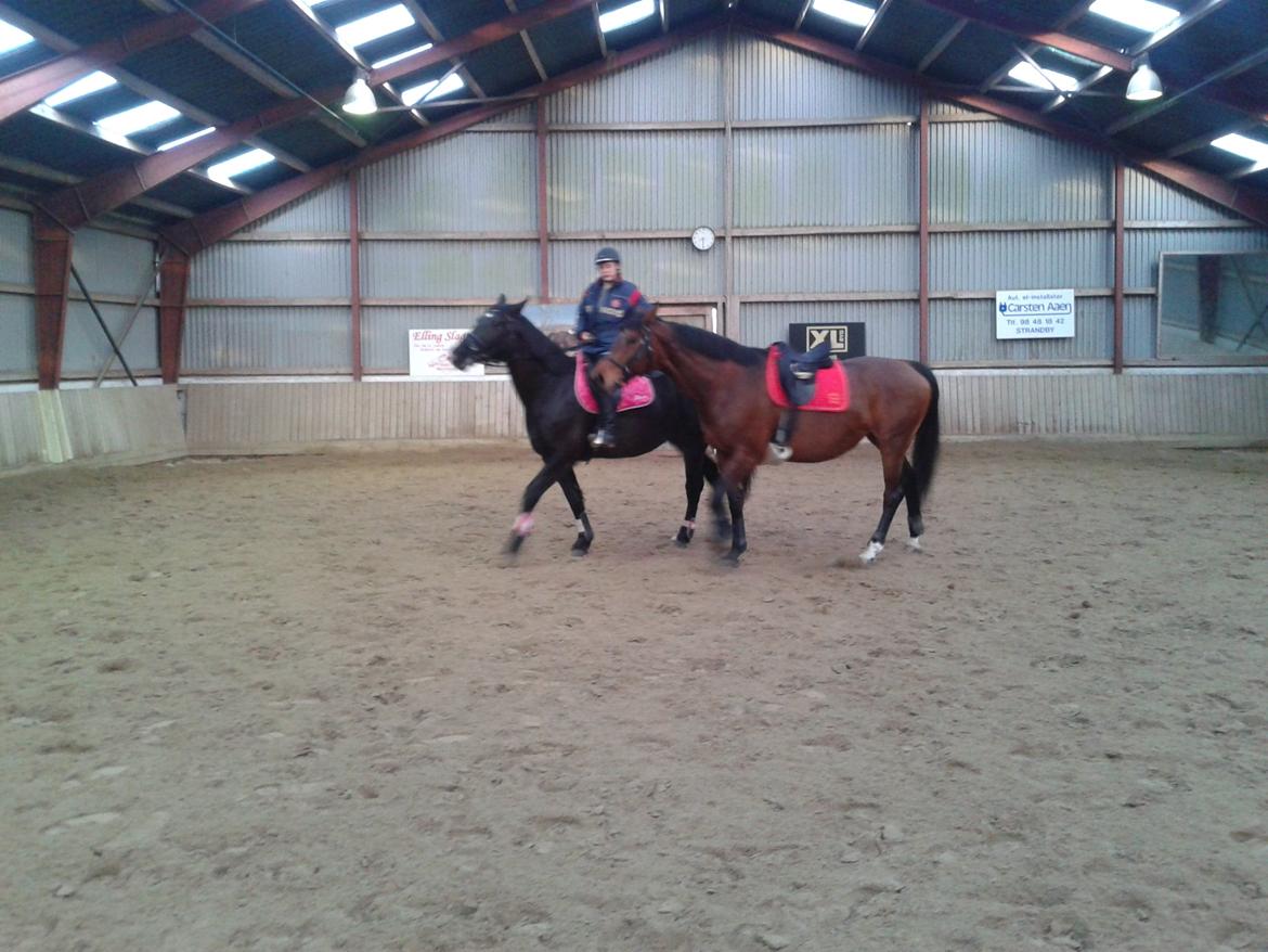 Dansk Varmblod Baunehøjens Faberge billede 4