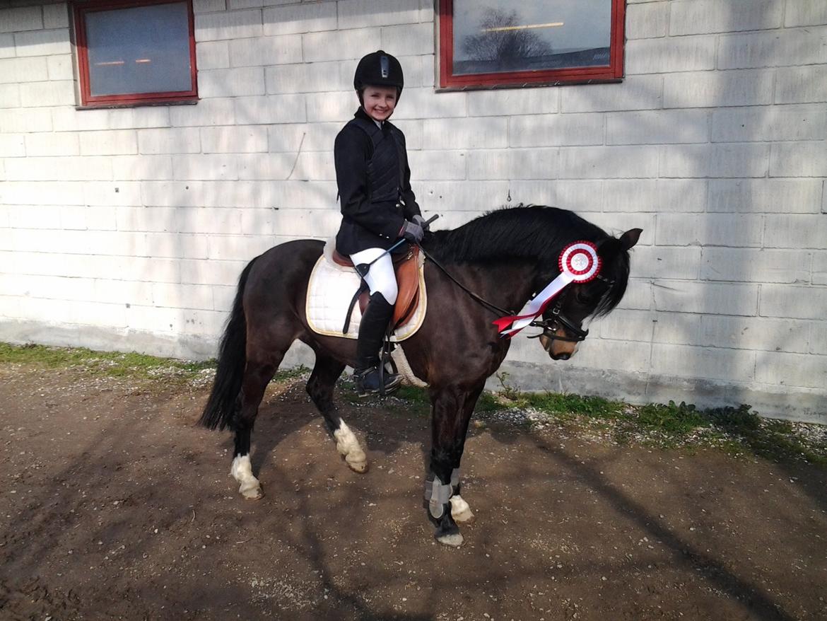 Welsh Pony (sec B) Lyngvejens Malu billede 19