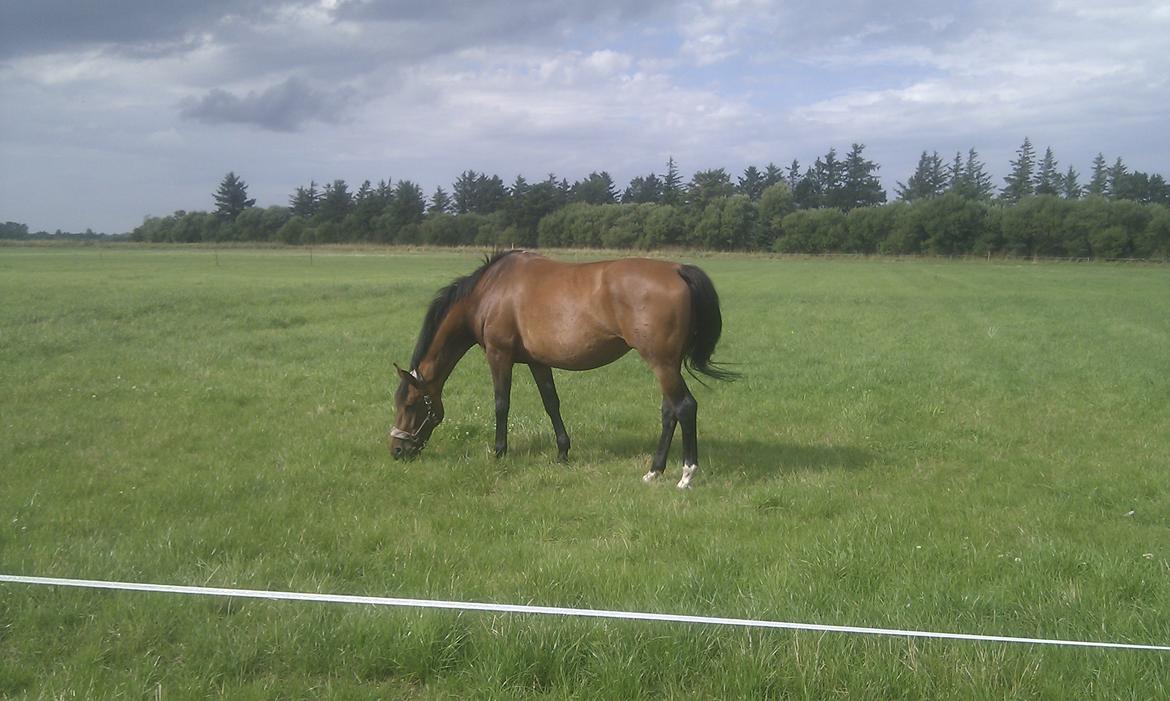 Dansk Varmblod Baunehøjens Faberge billede 5