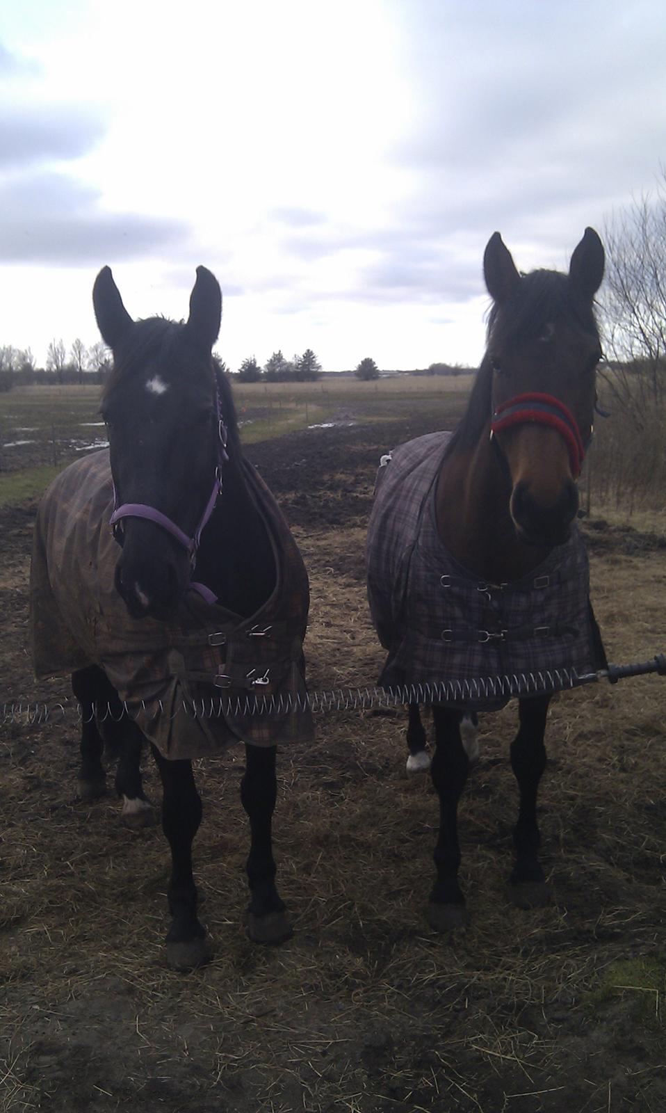 Dansk Varmblod Baunehøjens Faberge billede 6
