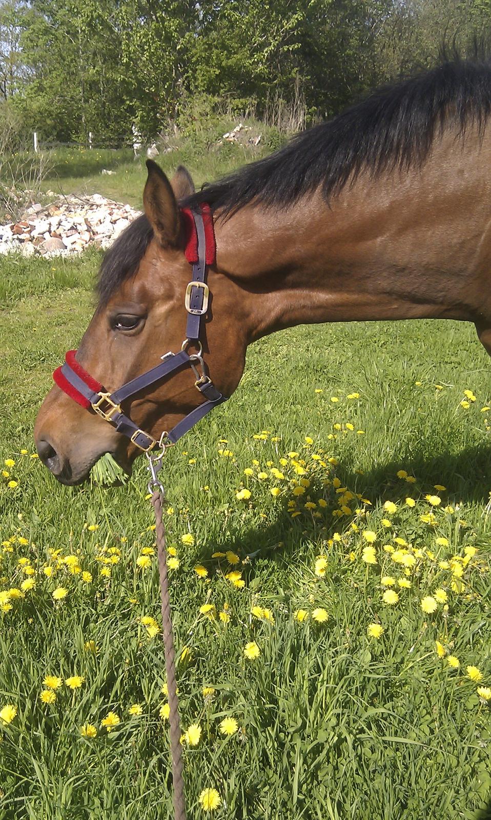 Dansk Varmblod Baunehøjens Faberge billede 7