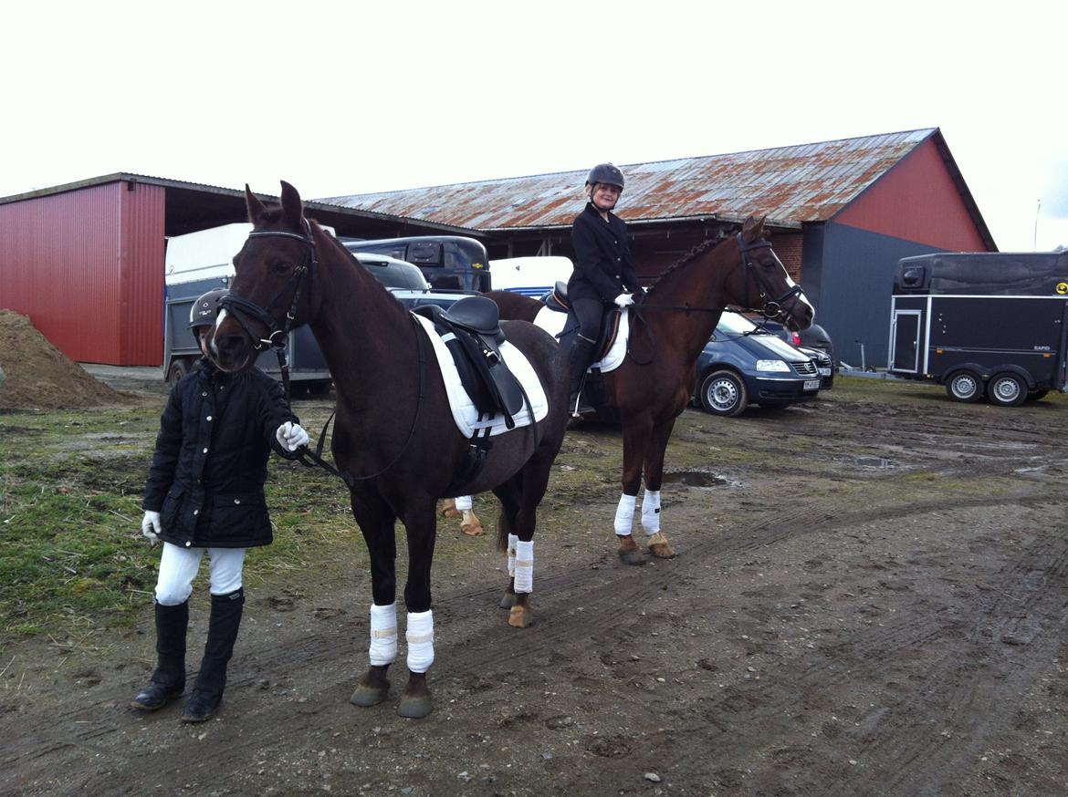 New Forest Bella billede 3