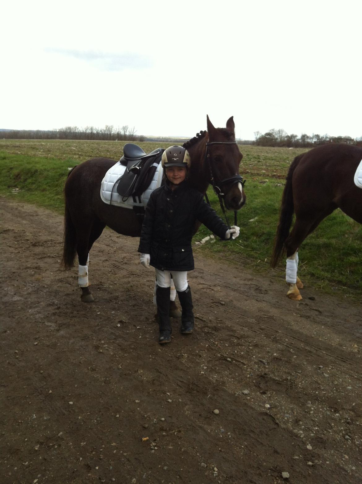 New Forest Bella billede 14