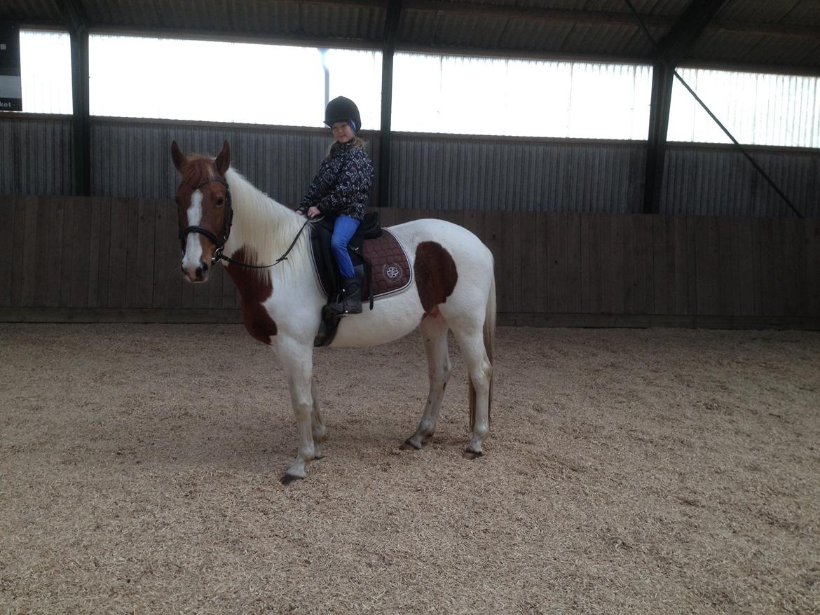 Pinto Katja billede 22