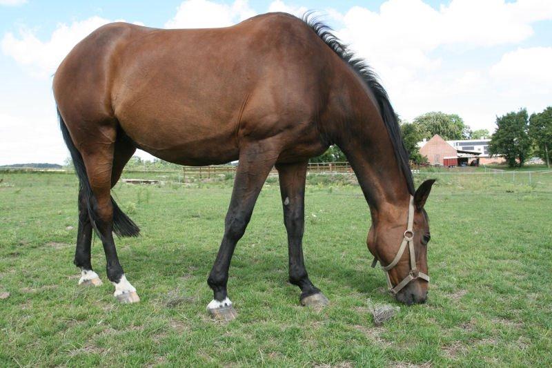Dansk Varmblod Zenta Enemærke billede 3