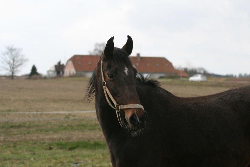 Dansk Varmblod Zenta Enemærke billede 4
