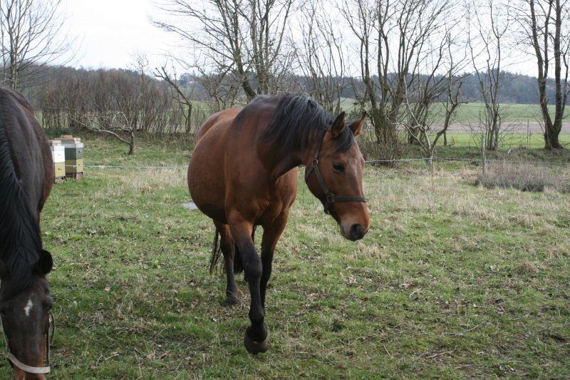 Dansk Varmblod Kragelunds Lantina billede 4