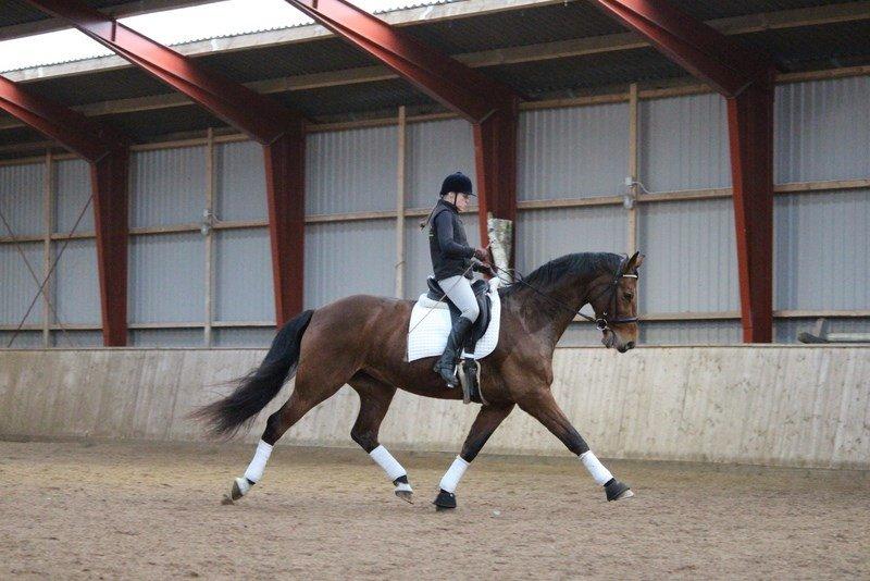 Dansk Varmblod Kragelunds Lantina billede 1