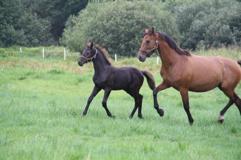 Dansk Varmblod Kragelunds Lantina billede 3