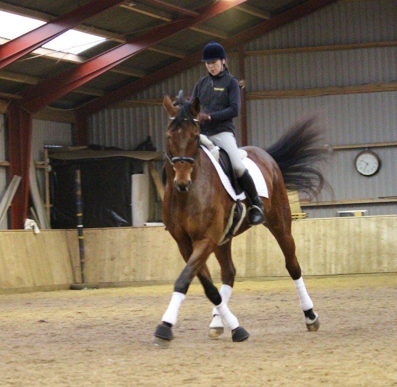 Dansk Varmblod Kragelunds Lantina billede 2