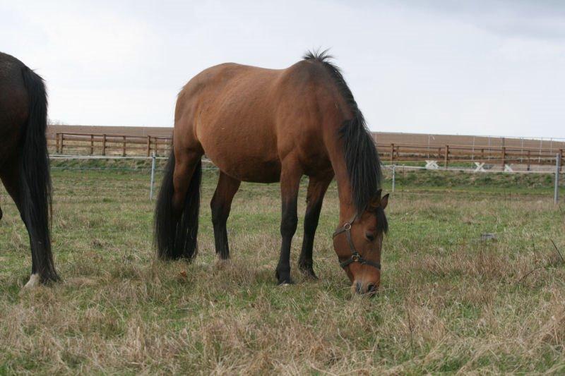 Dansk Varmblod Kragelunds Lantina billede 5