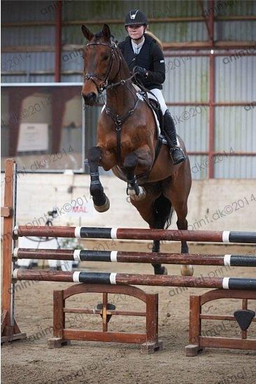 Holstener Quite la bryere billede 14