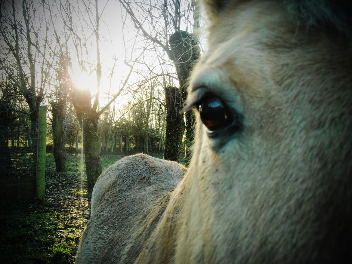 Fjordhest Kasper - November 2013 billede 4
