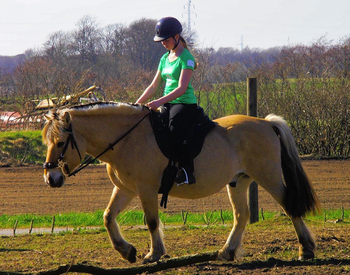 Fjordhest Kasper - Maj 2013 billede 9