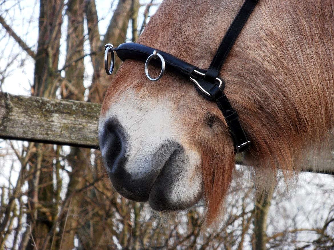 Fjordhest Kasper - Februar 2014 billede 13