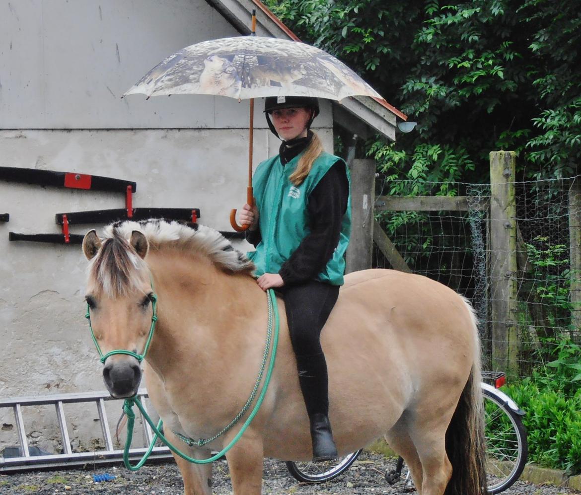 Fjordhest Kasper - Juli 2013 billede 11