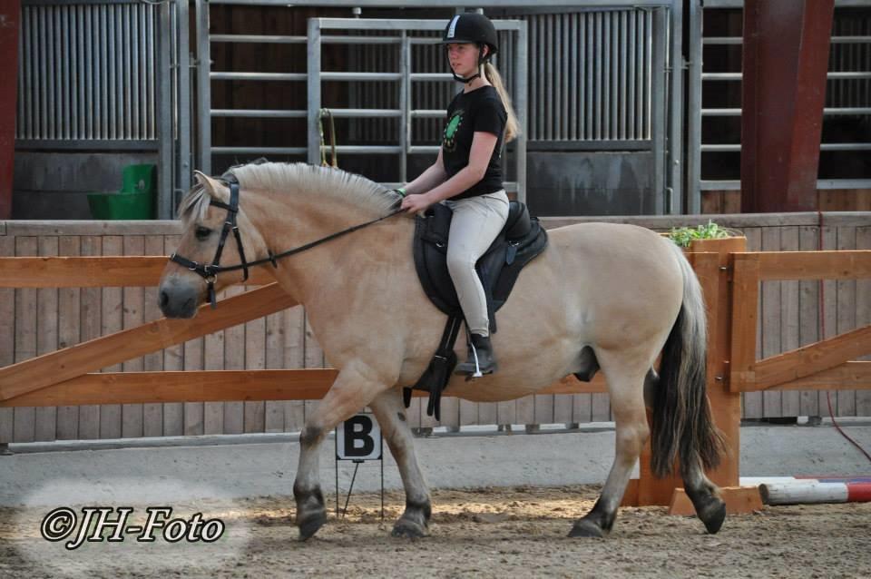 Fjordhest Kasper - August 2013 billede 16