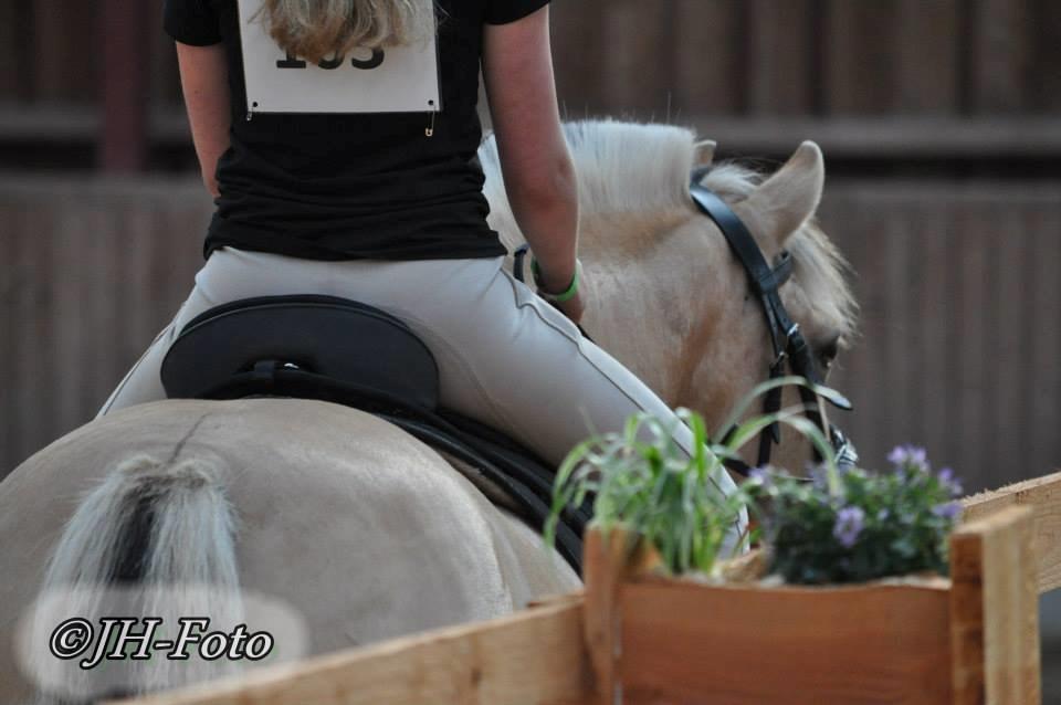 Fjordhest Kasper - August 2013 billede 18