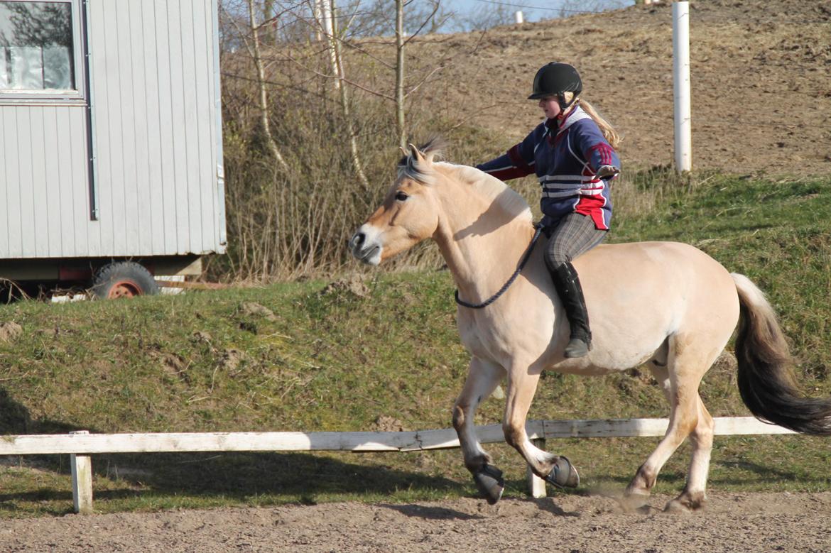 Fjordhest Baungaards odin - En fantastisk følelse at opnå! billede 8