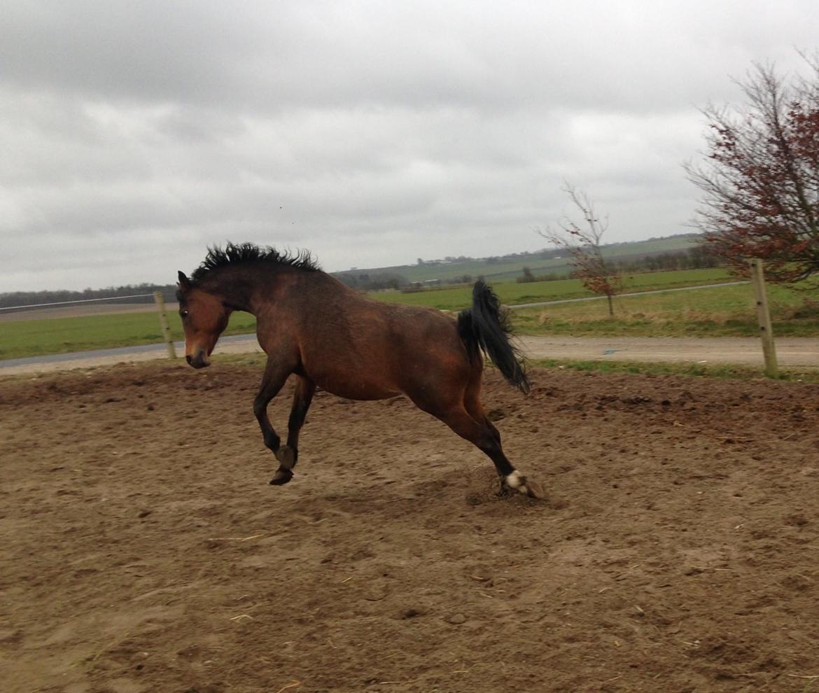 Hollandsk Sportspony Lotte billede 11