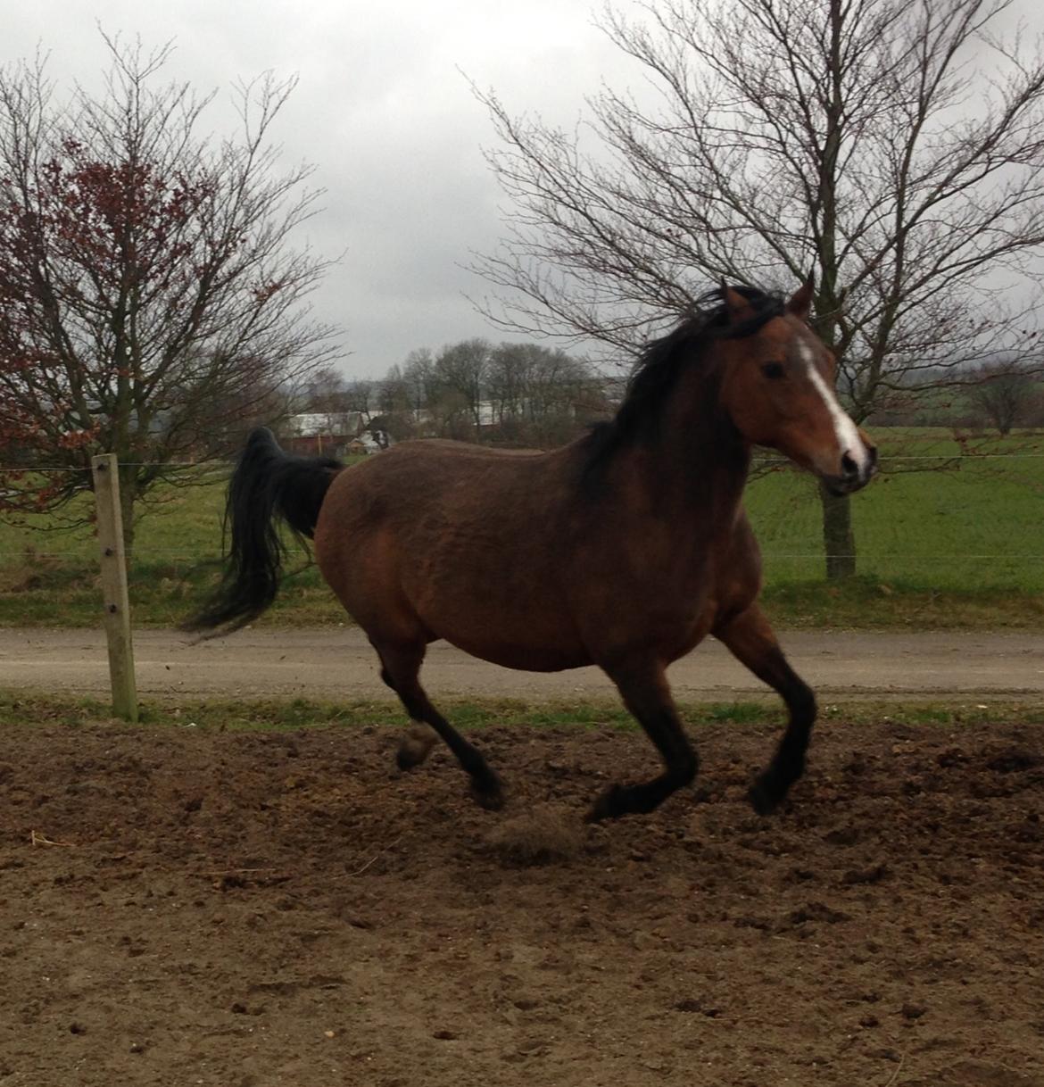 Hollandsk Sportspony Lotte billede 12