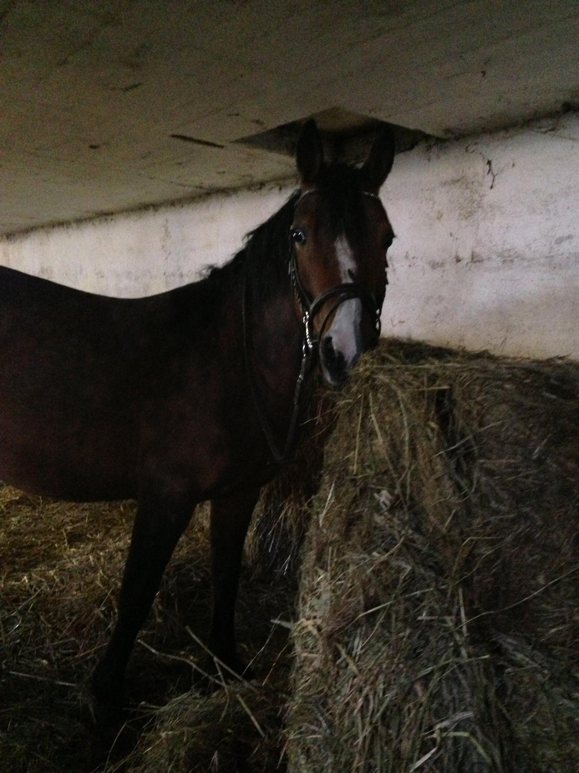 Hollandsk Sportspony Lotte billede 14