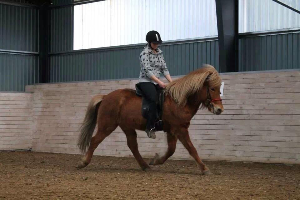 Islænder Vá Fra Arnakke billede 24