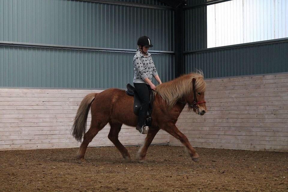 Islænder Vá Fra Arnakke billede 25