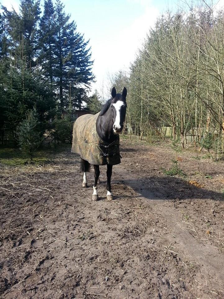 Dansk Varmblod Calista RDH - Skønne Calista efter et fantastisk og vellykket terrænkursus på Skårup Overgård :) billede 19