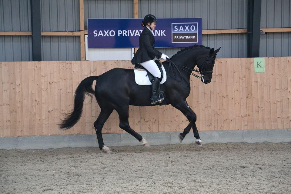 Hannoveraner Pegasus Hollmann - A hest billede 9