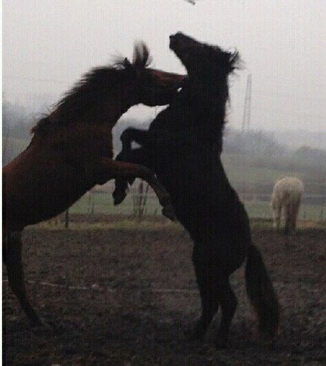 Lusitano Horatio The Noble One - Dont mess with horatio billede 4