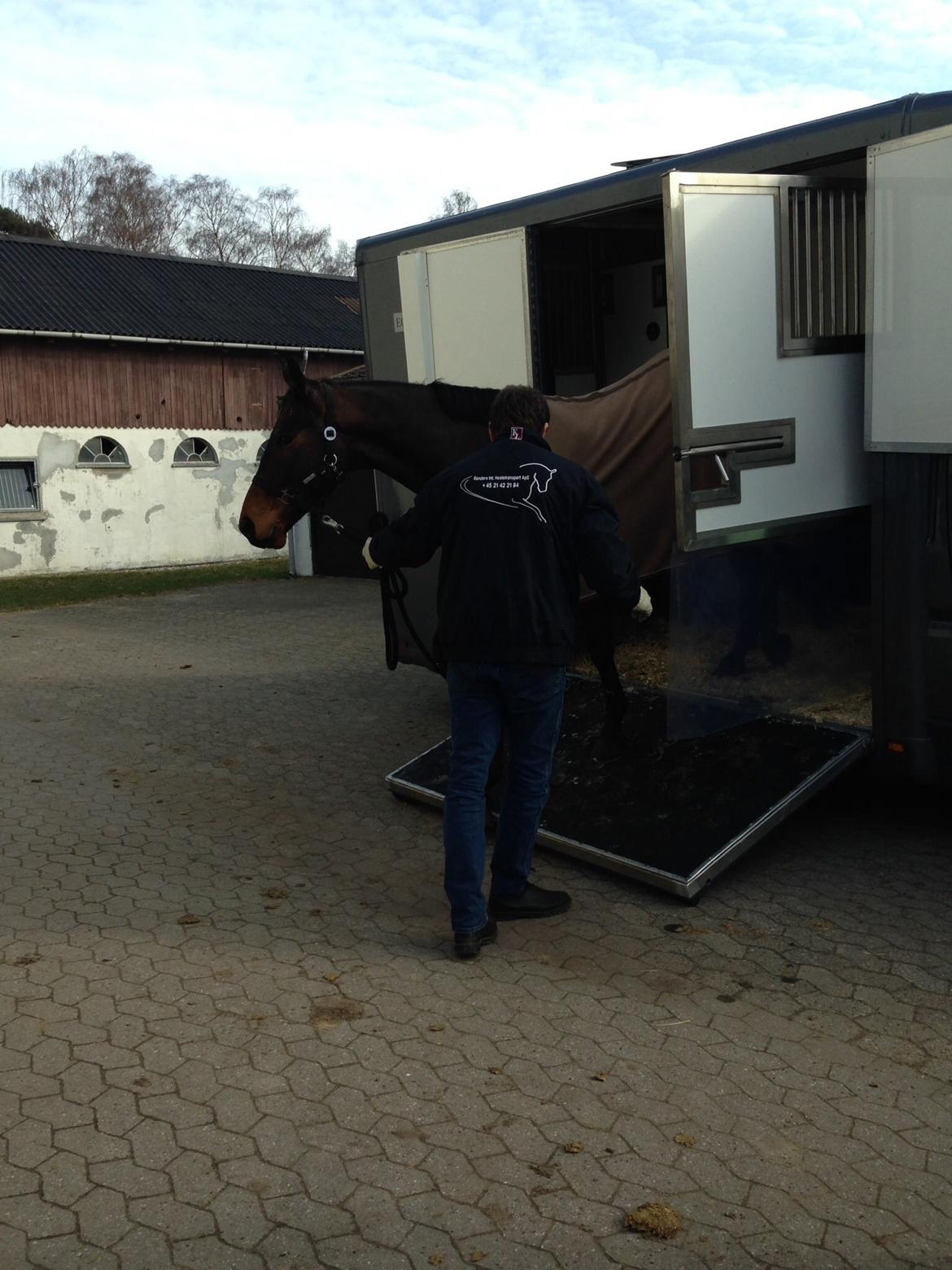 Dansk Varmblod Costello - Costello ankommer til stalden billede 16