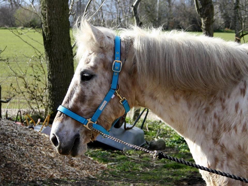 Knabstrupper Bailey - -2014 billede 17