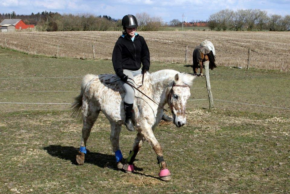 Knabstrupper Bailey - -2013 billede 10