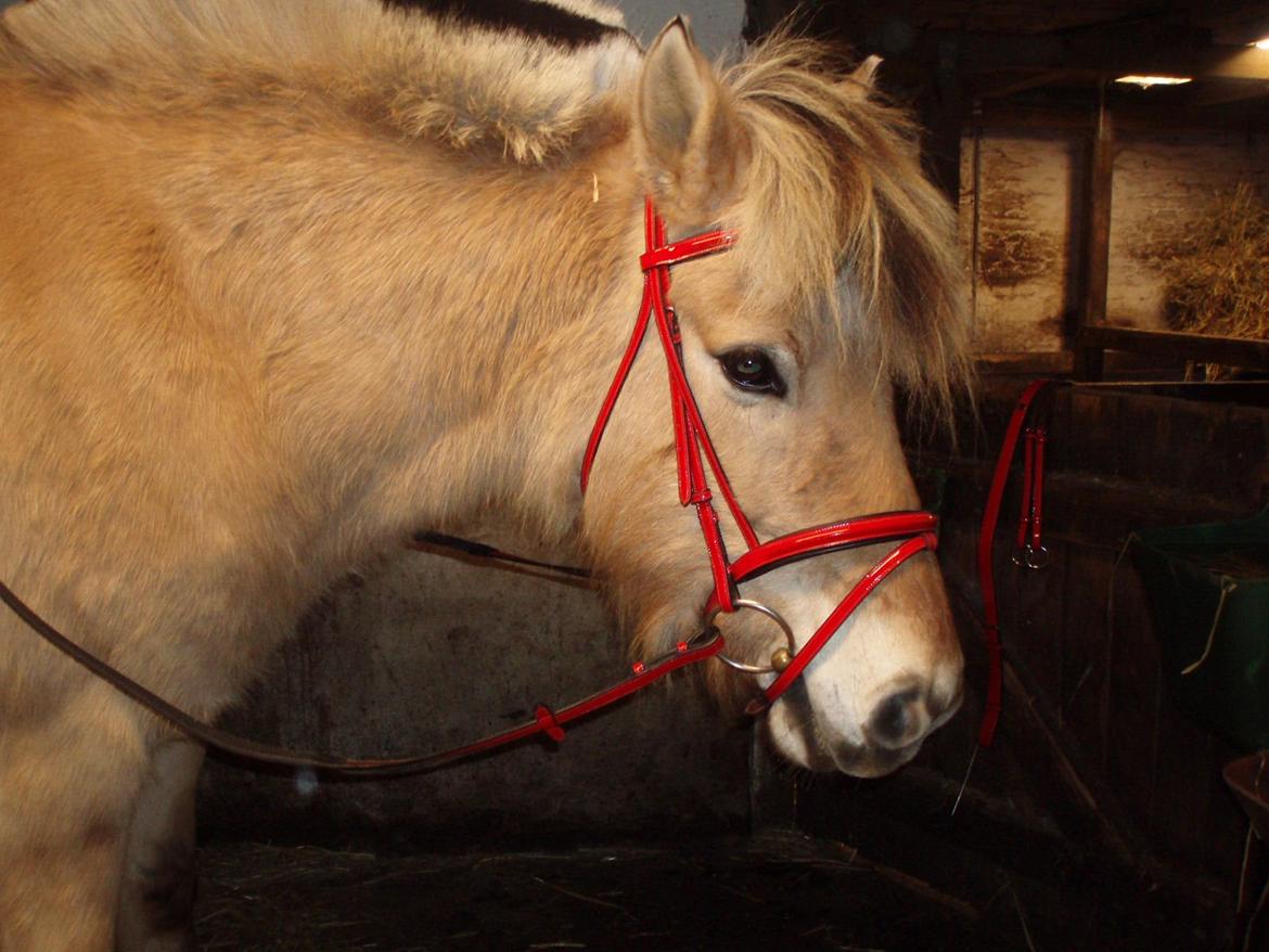 Fjordhest LINDEGAARDS ZARINA - Mors smukke julegave billede 16