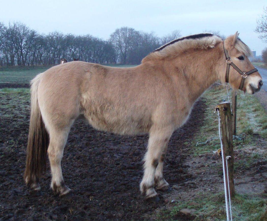 Fjordhest LINDEGAARDS ZARINA billede 19