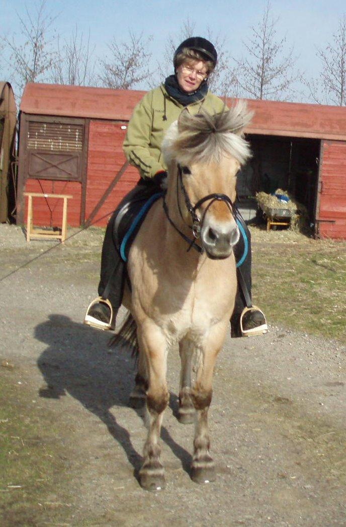 Fjordhest LINDEGAARDS ZARINA - Hjemme ved os med mor oven på billede 15