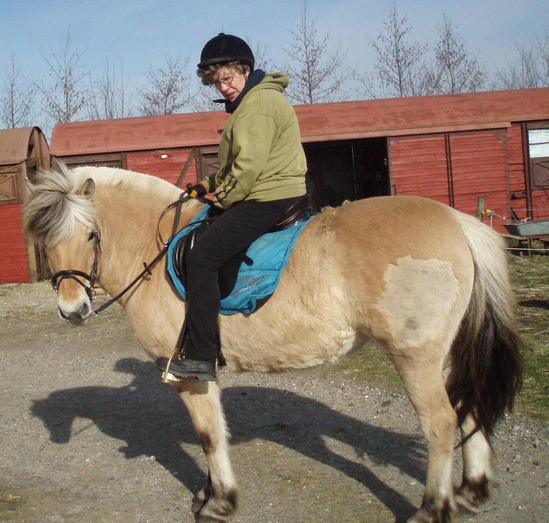 Fjordhest LINDEGAARDS ZARINA billede 22