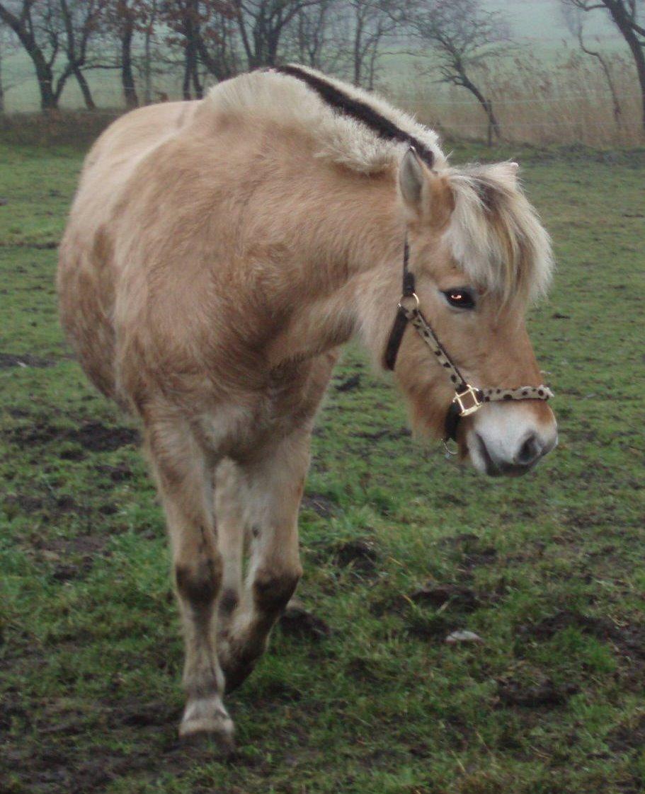 Fjordhest LINDEGAARDS ZARINA - Lige kommet hjem til ny ejer December 2013 billede 27