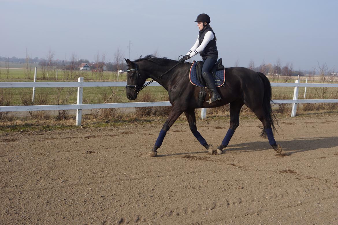 Dansk Varmblod Bornhøfts Black Luc billede 8