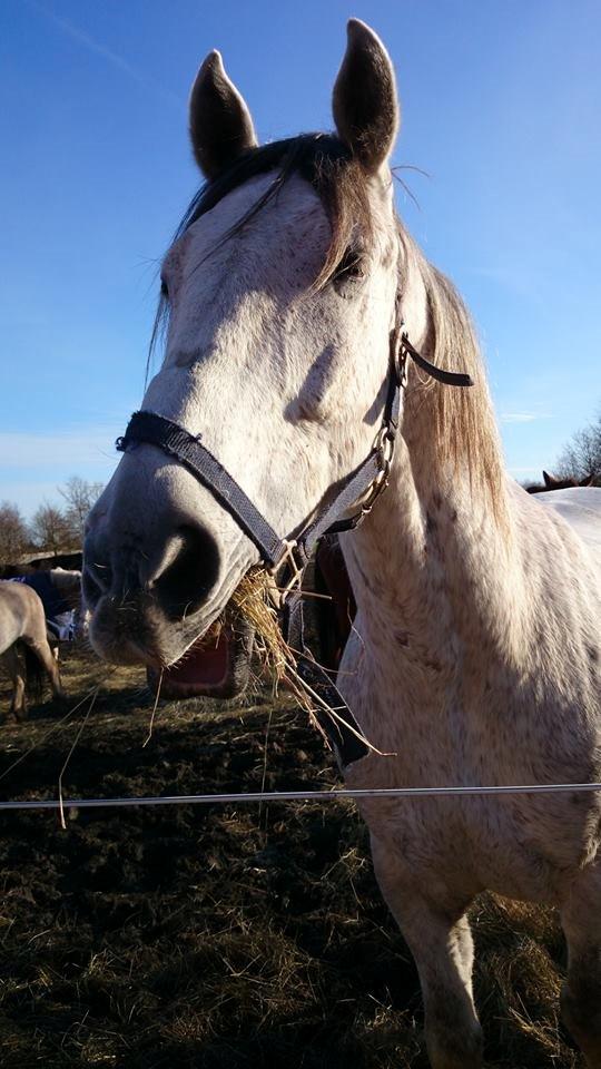 Anden særlig race Michael (Micky)  - Dejligt med lidt hø på folden efter ridning billede 6