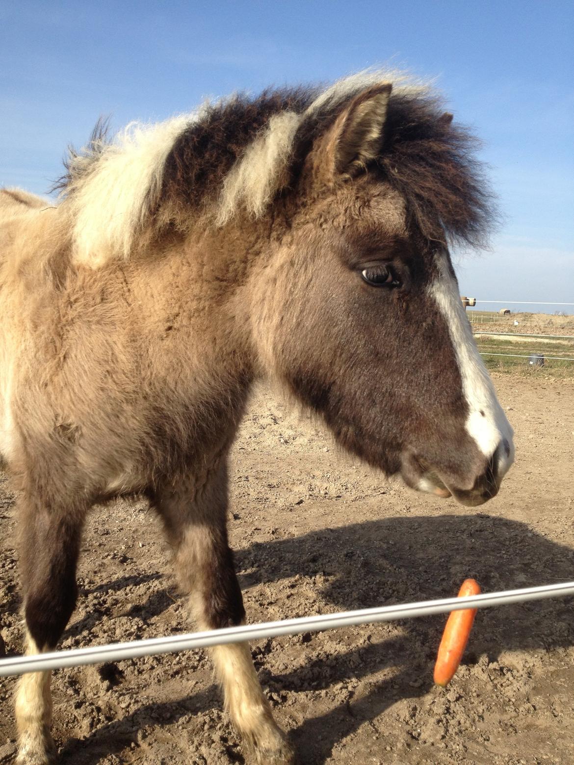 Pinto BROVANG'S FANTASIA billede 15