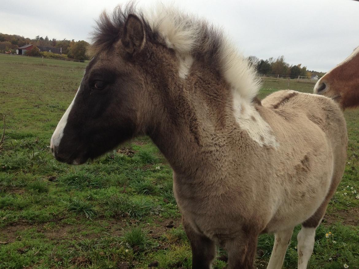 Pinto BROVANG'S FANTASIA billede 16