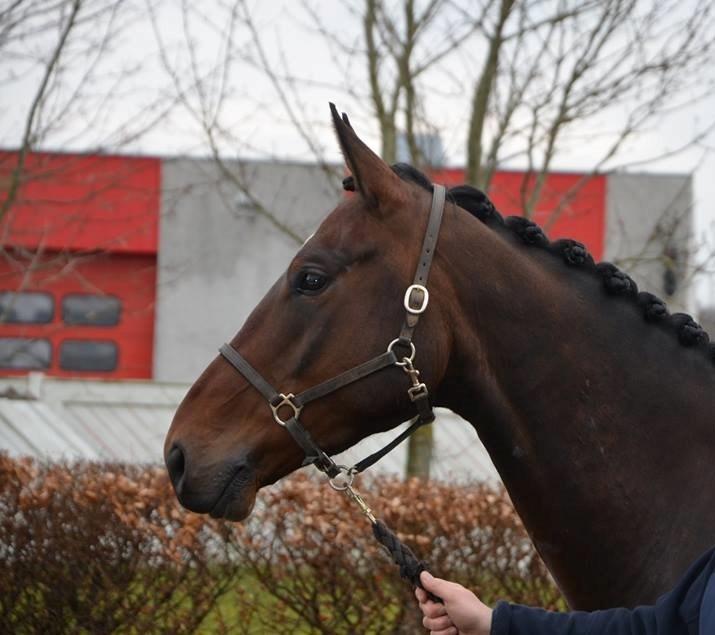 Oldenborg Santino Af Hvarre billede 4